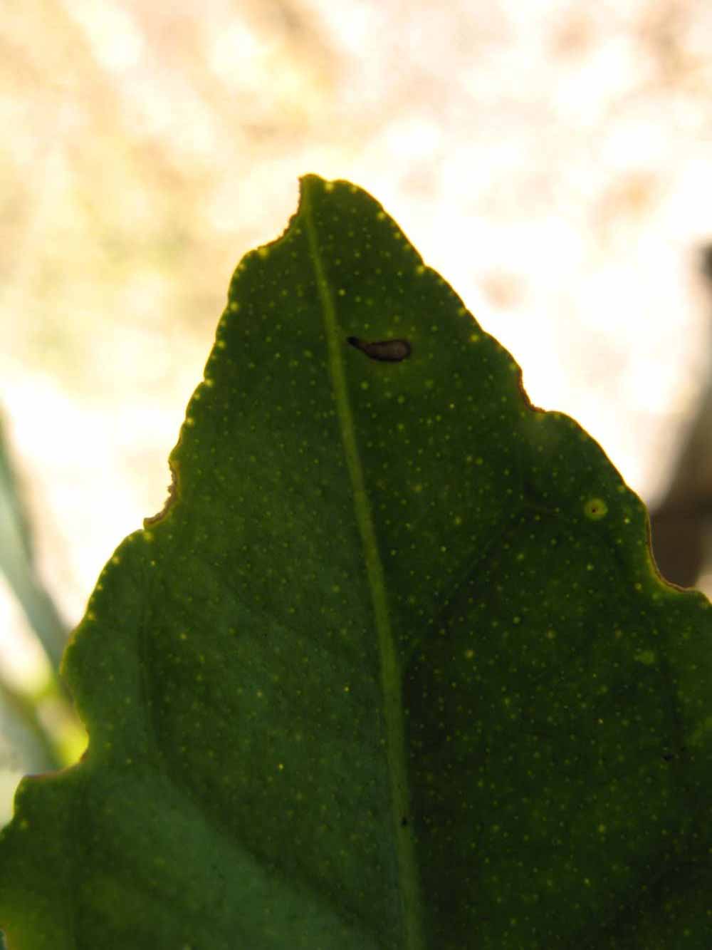              Margin (Winter Haven, FL)       